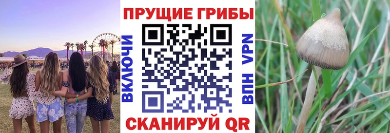Псилоцибиновые грибы прущие грибы купить Хасавюрт